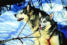 Dogsledding - Termas de Chillán