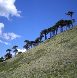 Actividades en Corralco